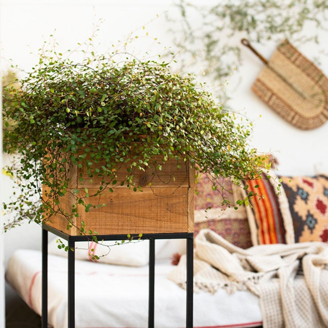 Andrea House Décoración pot fleurs bois rustique sol